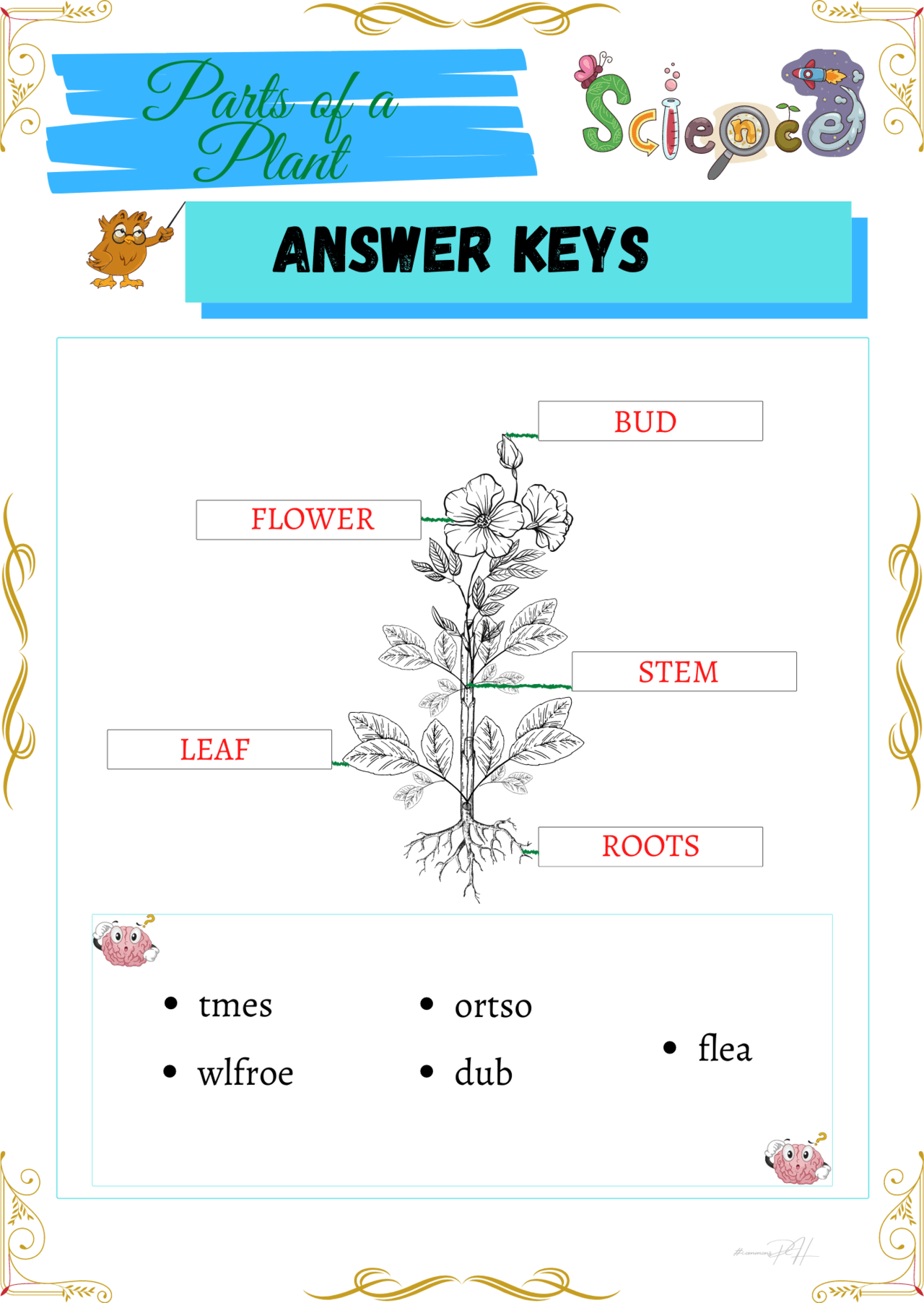 grade 1 science worksheets parts and cycle of plants